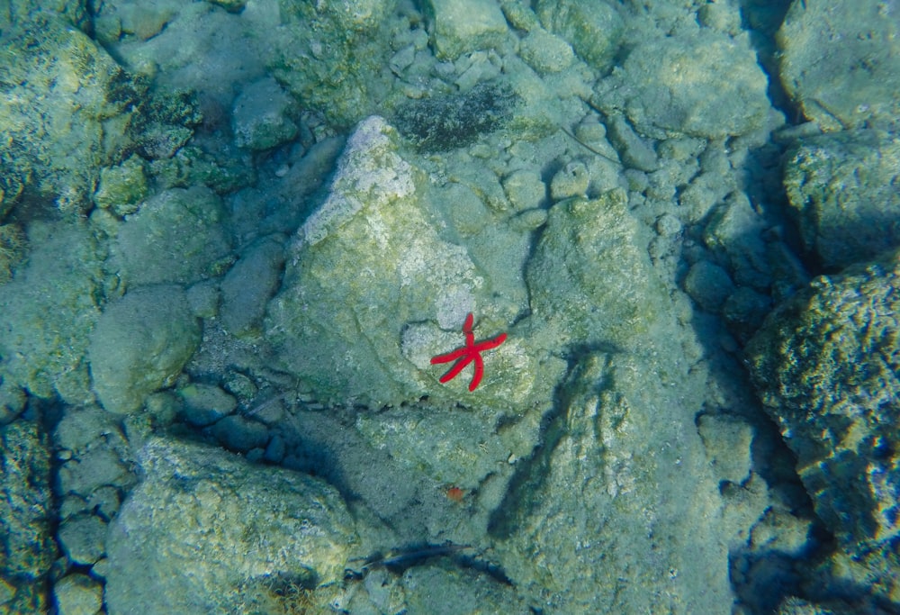 a red fish swimming in the water