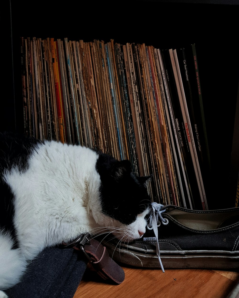 a cat laying on a shoe