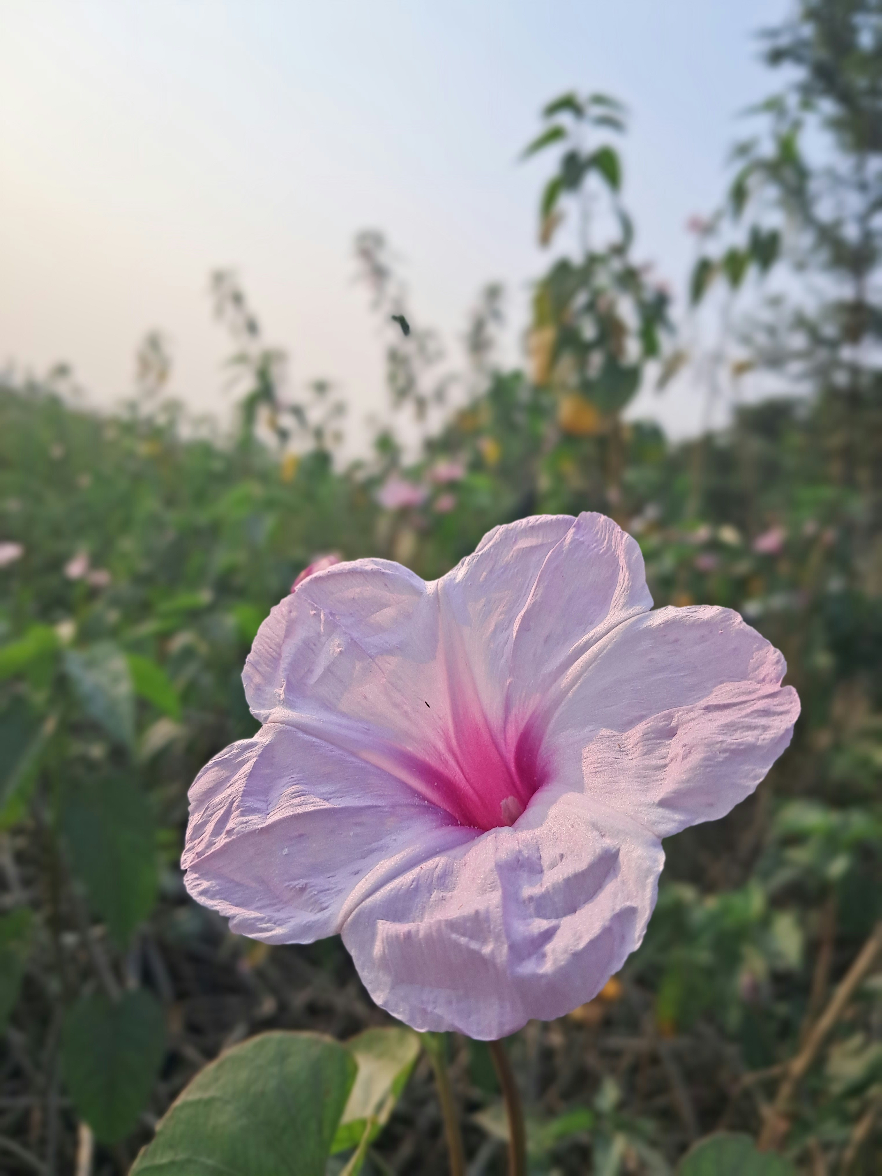 a purple flower with green leaves