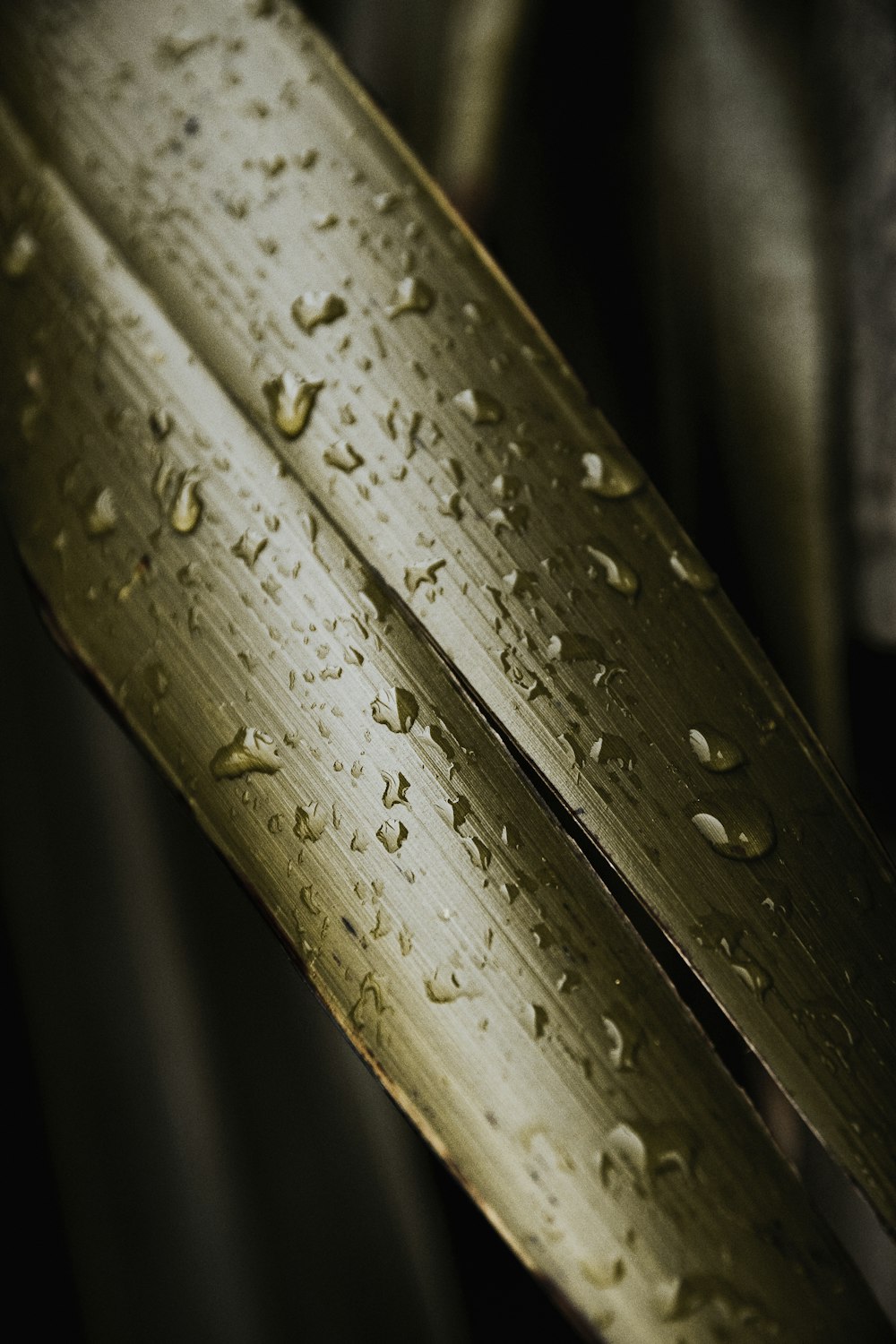 a close up of a leaf