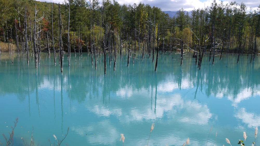 a body of water with trees around it