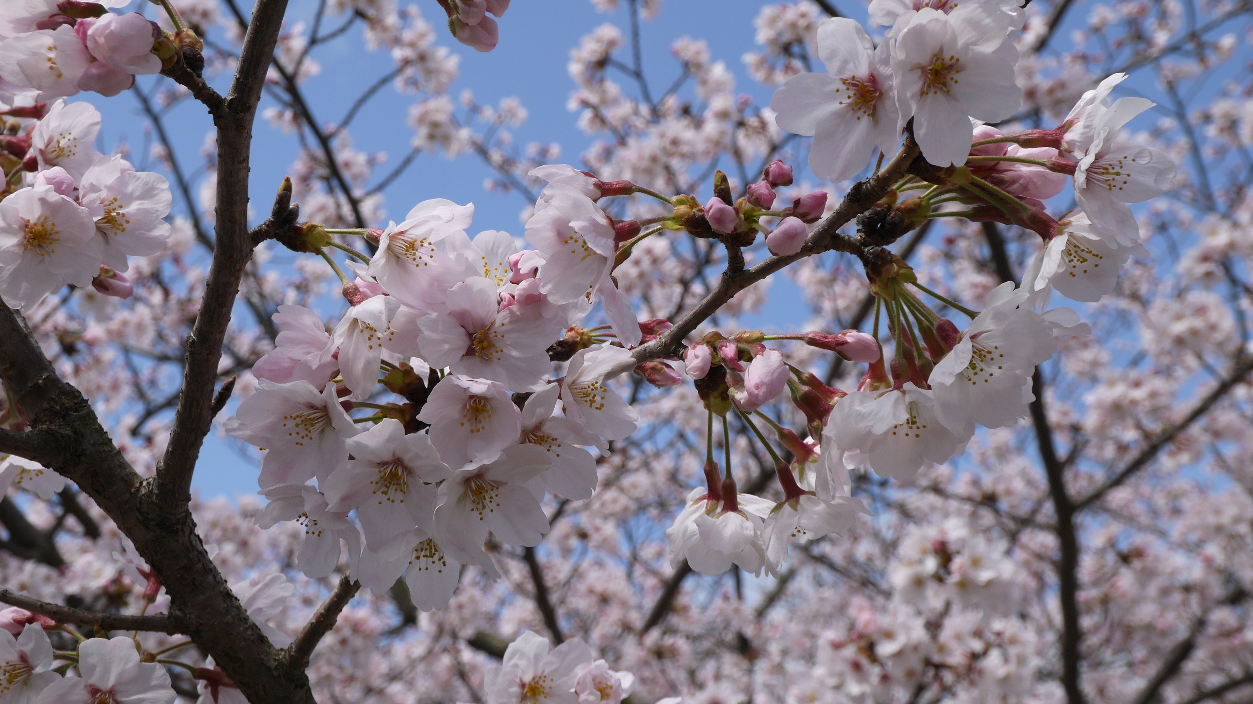 Choose from a curated selection of flower photos. Always free on Unsplash.
