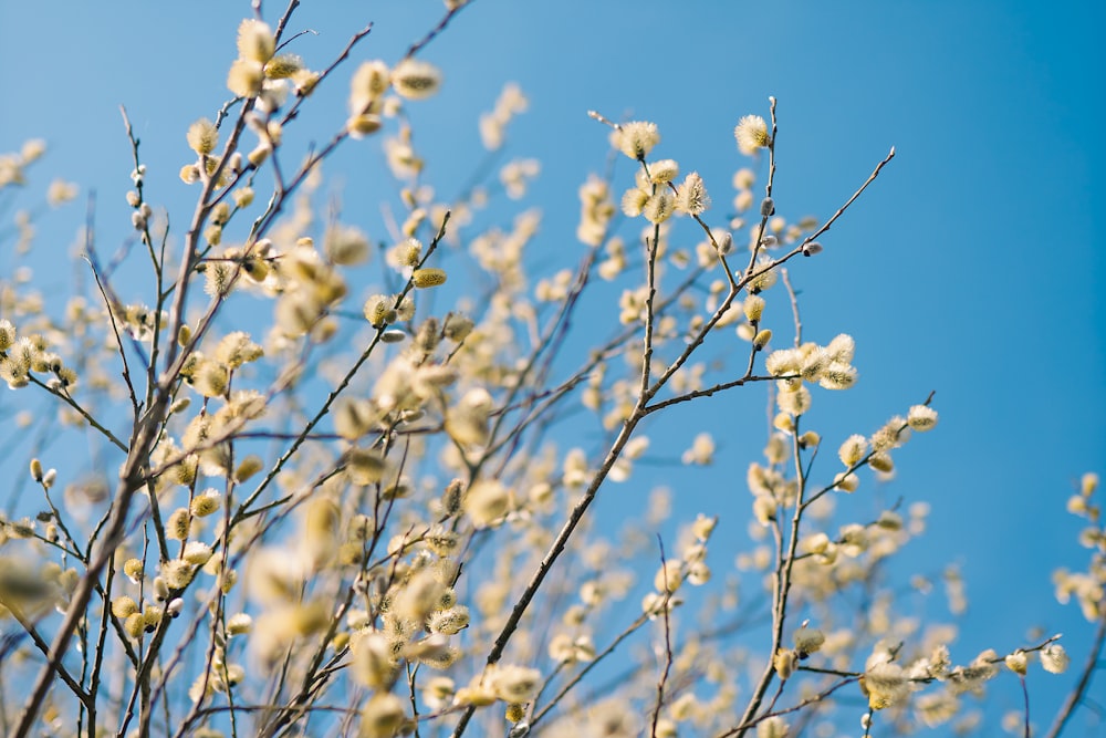 a tree with white flowers