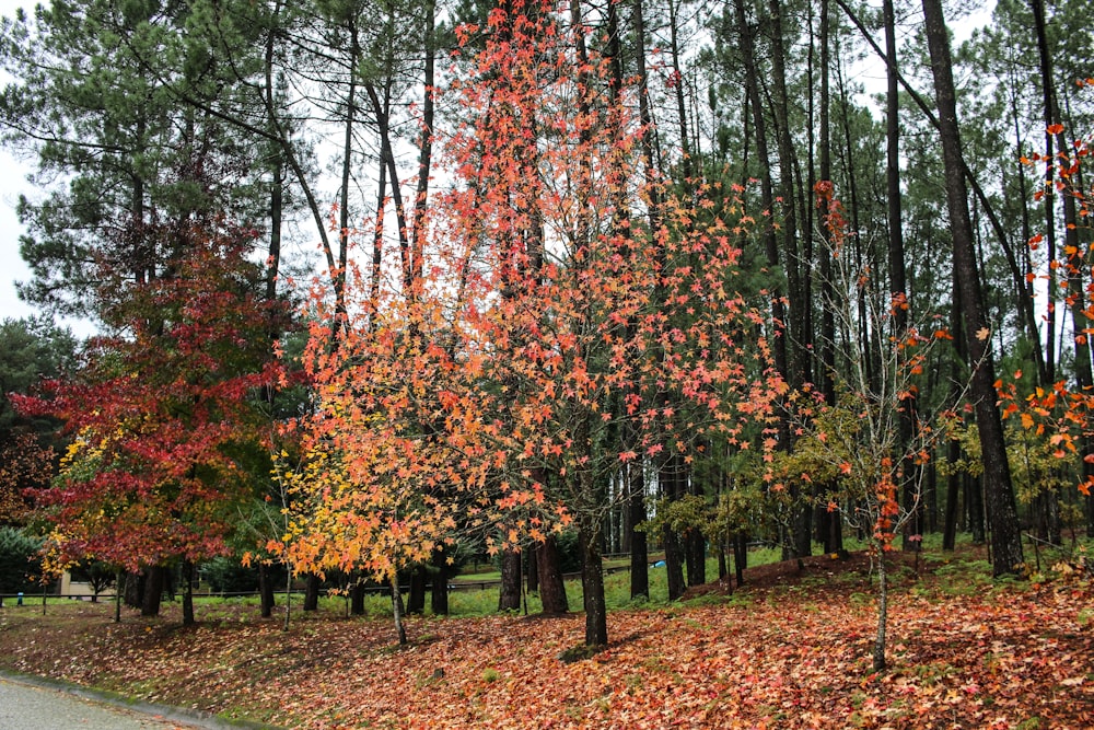 a group of trees with colorful leaves