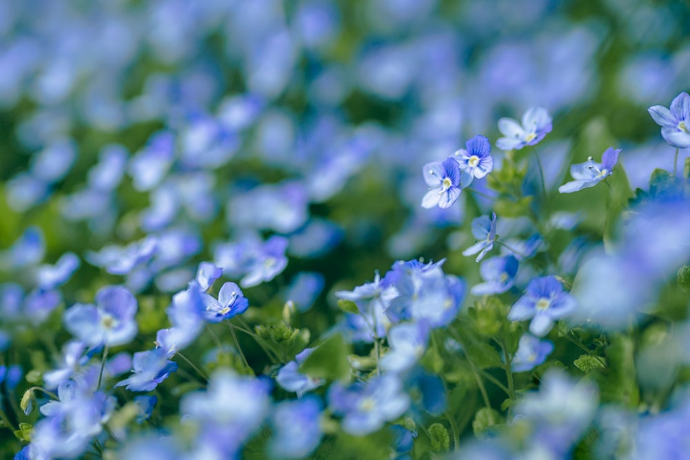 a close up of blue flowers