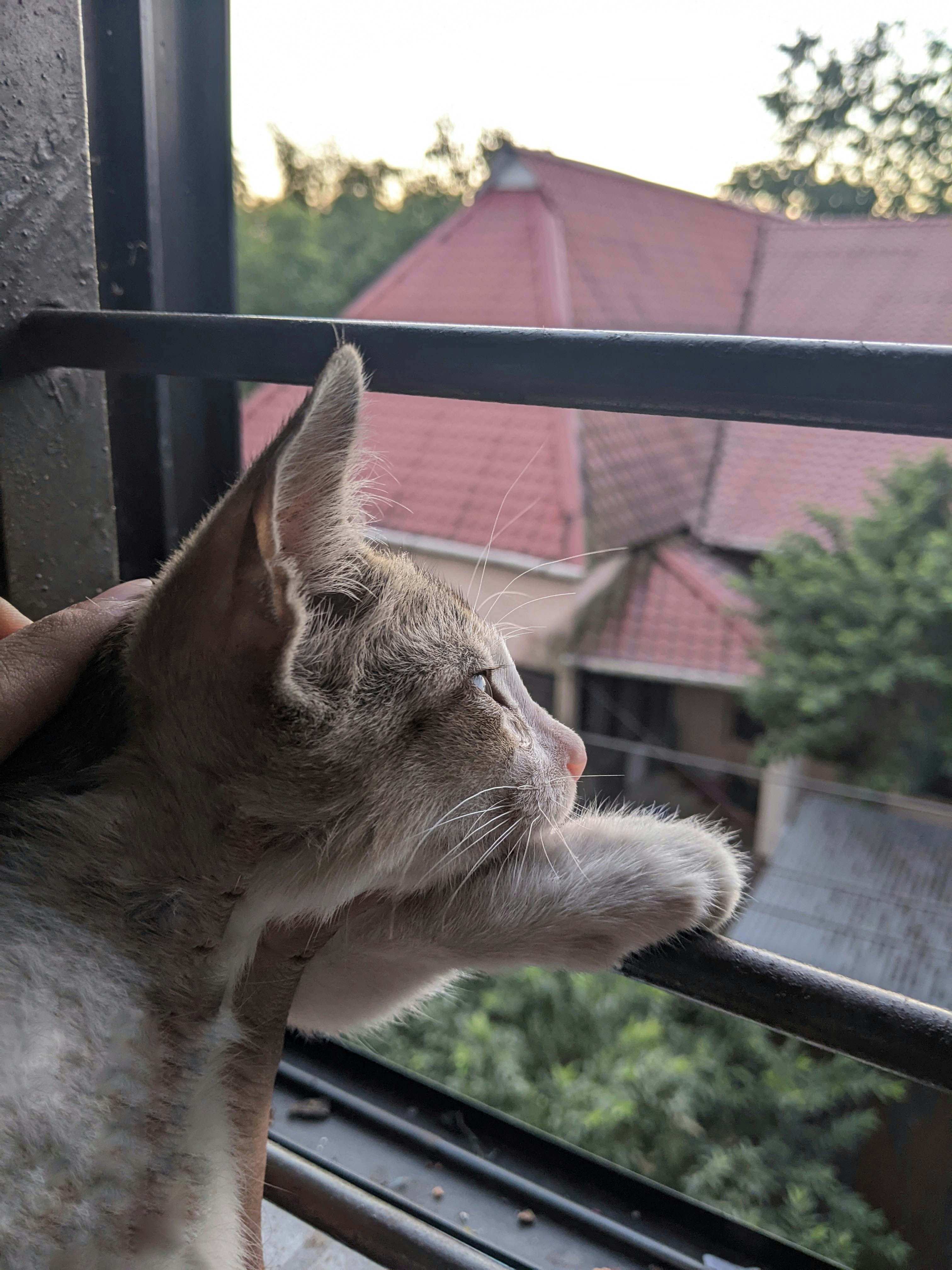 Feline Emotions on Display (image credits: unsplash)