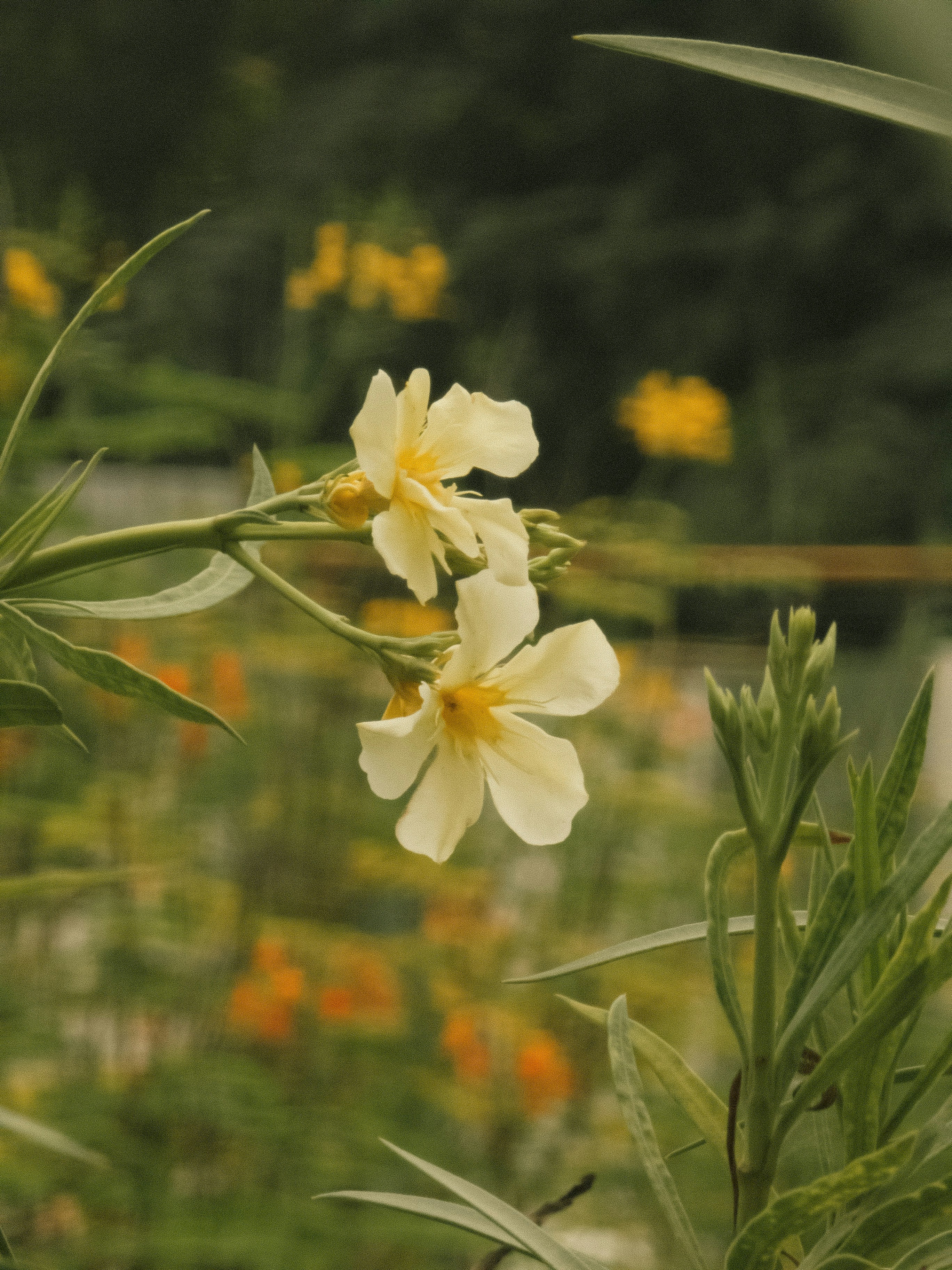 a close-up of some flowers