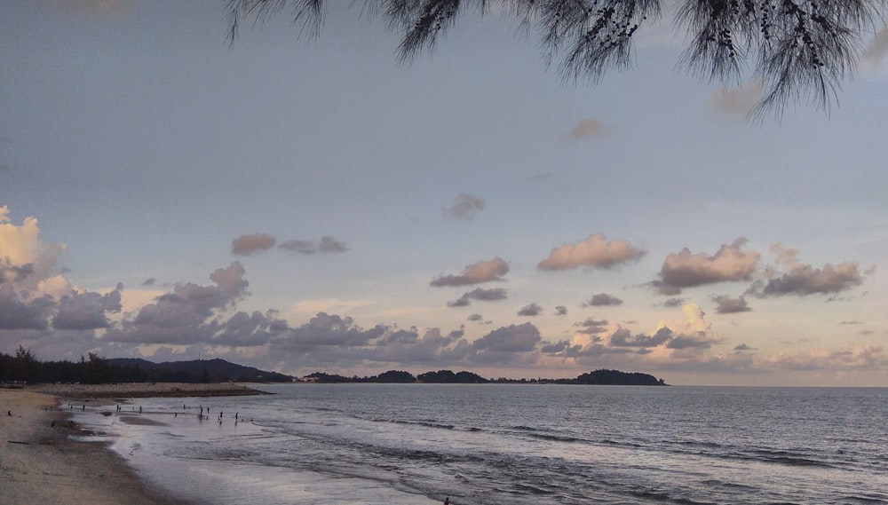 a beach with a body of water and a tree