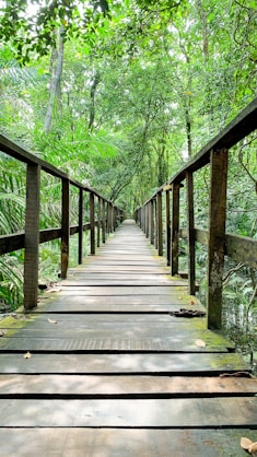 a wooden bridge in the woods