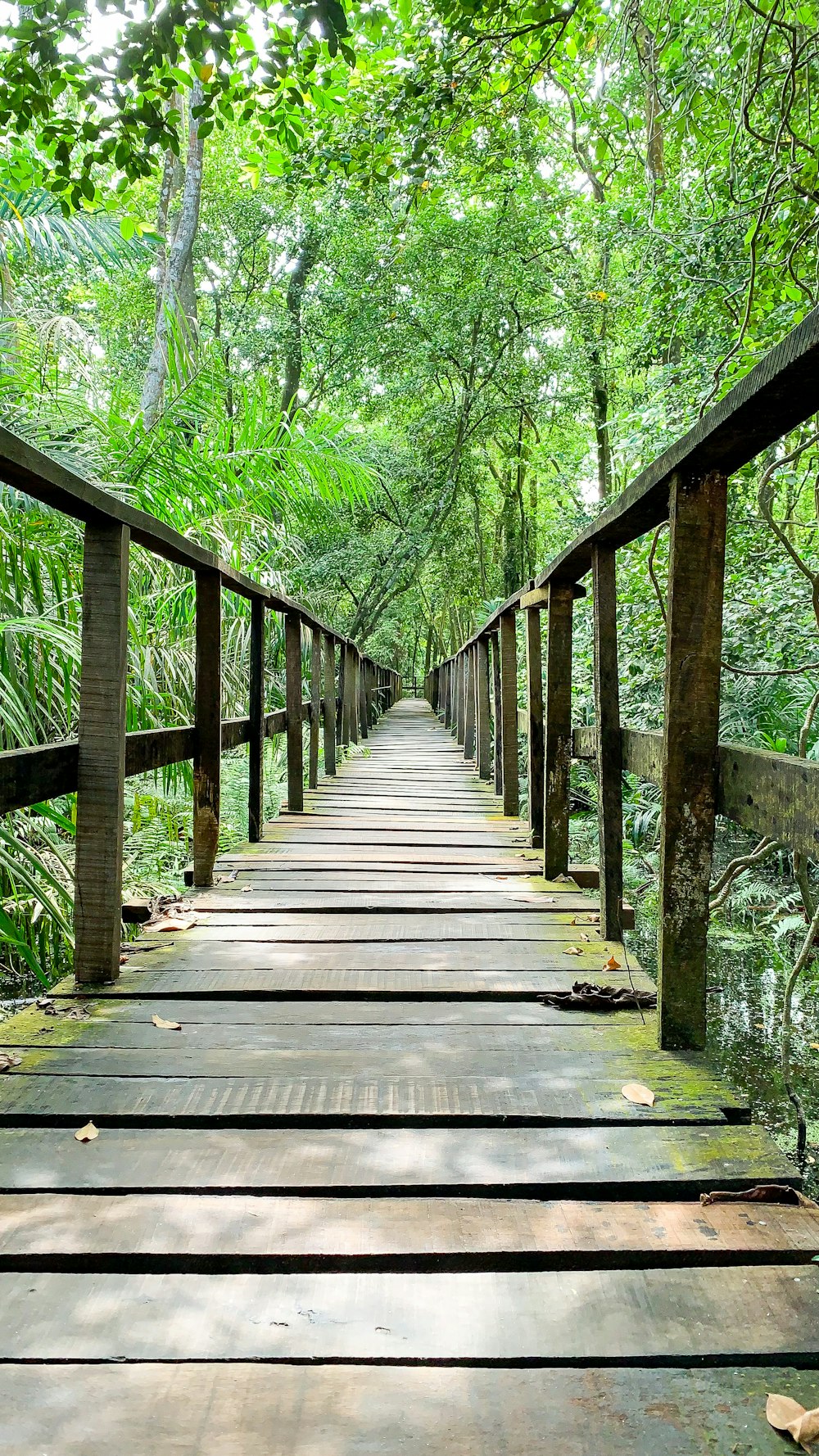 a wooden bridge in the woods