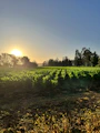 A vibrant Casamance farm landscape at sunset showing lush green fields and farmers working the land.