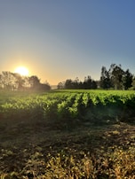 Sunset over a sprawling spice farm, highlighting rows of green crops.