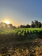 Workers harvesting crops in a lush American farm field during sunset.