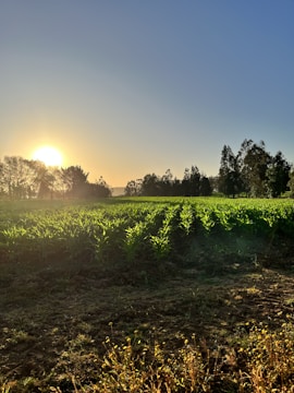 Sunset view over rows of thriving organic crops on the farm.