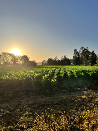 Sunset over a fertile farmland with rows of crops and a rustic farmhouse.