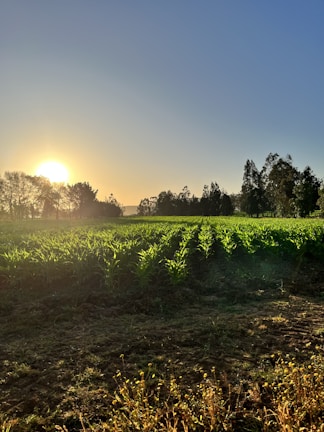Sunset over a fertile farmland with rows of crops stretching into the horizon.