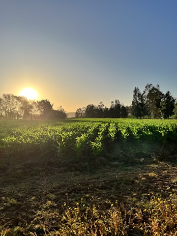 A vibrant sunrise over Bitcoin Farm Indonesia's lush green fields, highlighting rows of healthy crops.