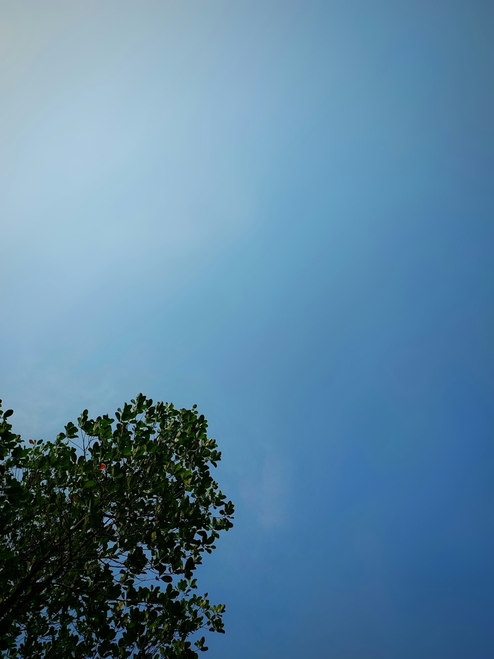 a tree with blue sky