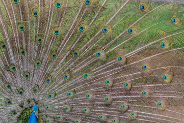 The Fascinating World of Tail Feathers