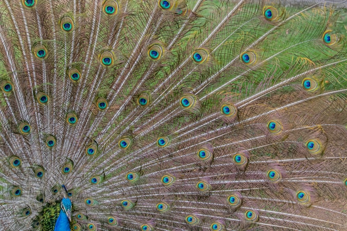 The Fascinating World of Tail Feathers