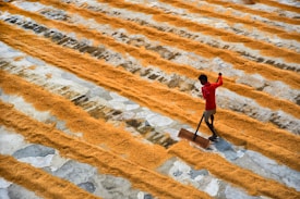 A person in a red shirt uses a wooden tool to spread or rake rows of grain that are laid out in parallel lines on a large flat surface. The ground is a mix of concrete and worn patches, and the grains form distinct yellow-orange stripes against the gray background.