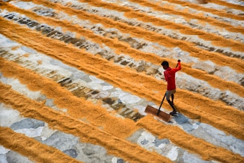 A person in a red shirt uses a wooden tool to spread or rake rows of grain that are laid out in parallel lines on a large flat surface. The ground is a mix of concrete and worn patches, and the grains form distinct yellow-orange stripes against the gray background.