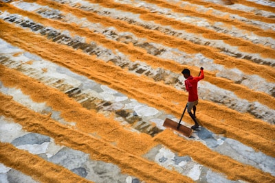A person in a red shirt uses a wooden tool to spread or rake rows of grain that are laid out in parallel lines on a large flat surface. The ground is a mix of concrete and worn patches, and the grains form distinct yellow-orange stripes against the gray background.