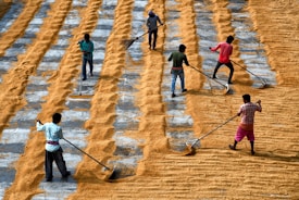 Several people are working together to spread out grains or seeds on a large surface, using long-handled tools. The individuals are spaced out across rows, which consist of neatly arranged lines of the material being worked on.
