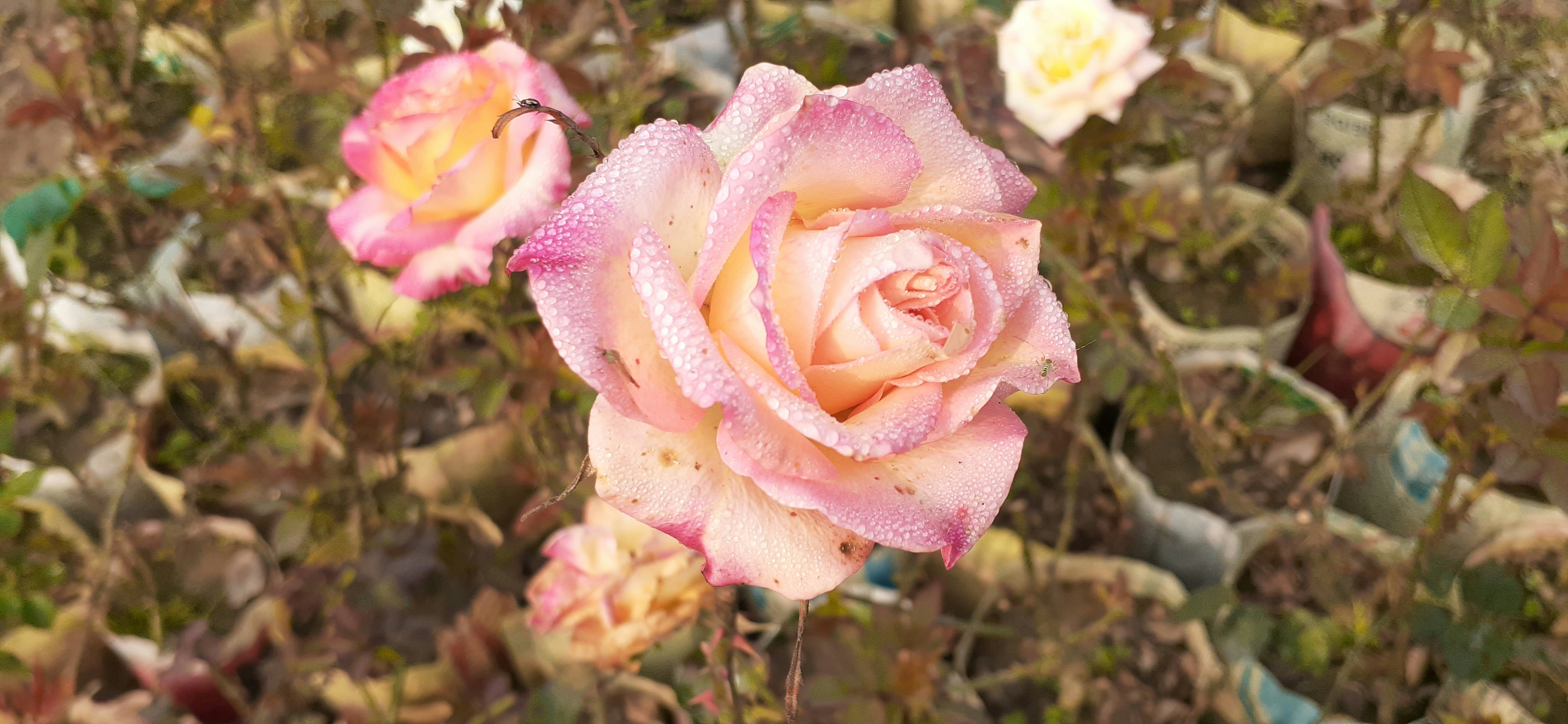 Photo by baten123579