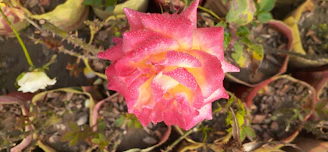 Close-up of lush rose blooms thriving next to a pot of indoor plants, with a small bowl of tea fertilizer powder nearby.