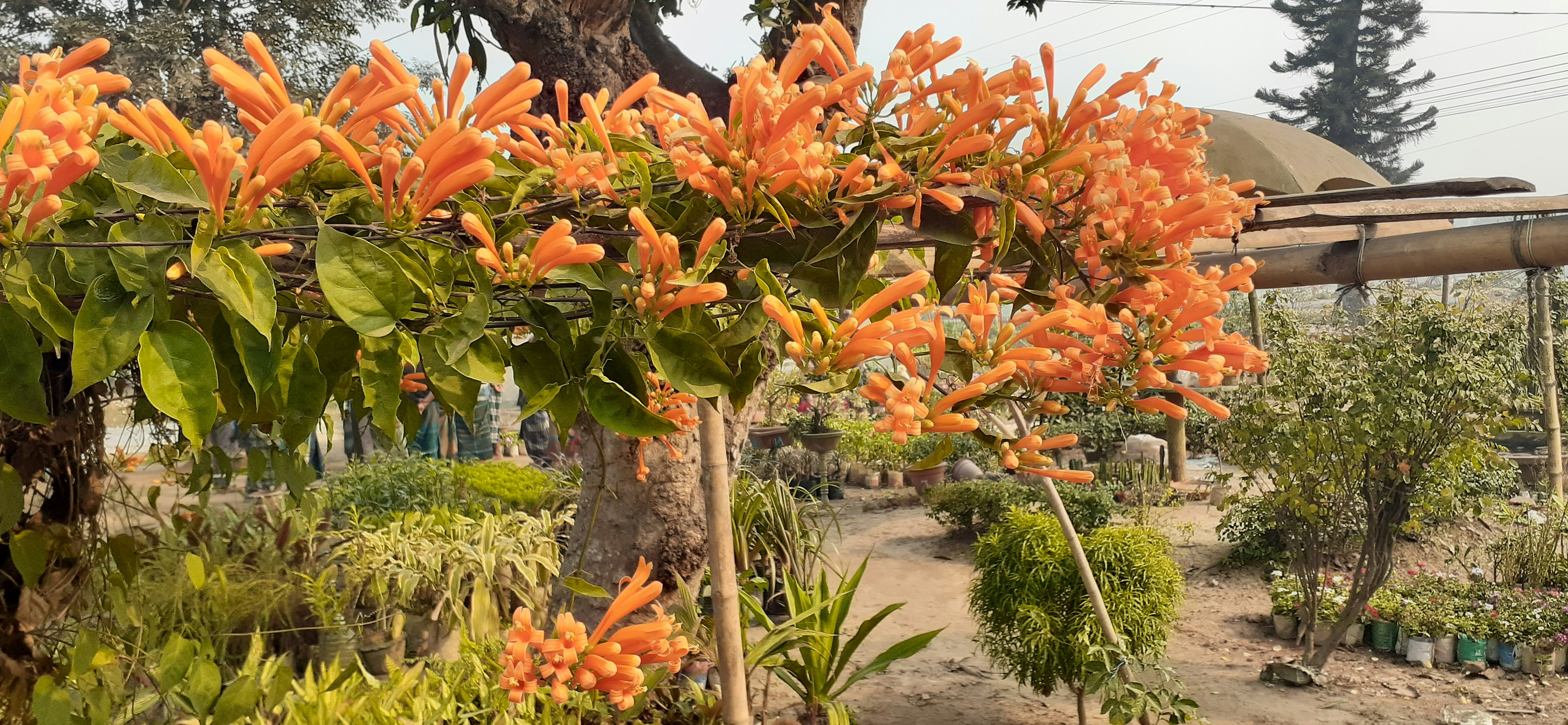 um grupo de plantas com flores