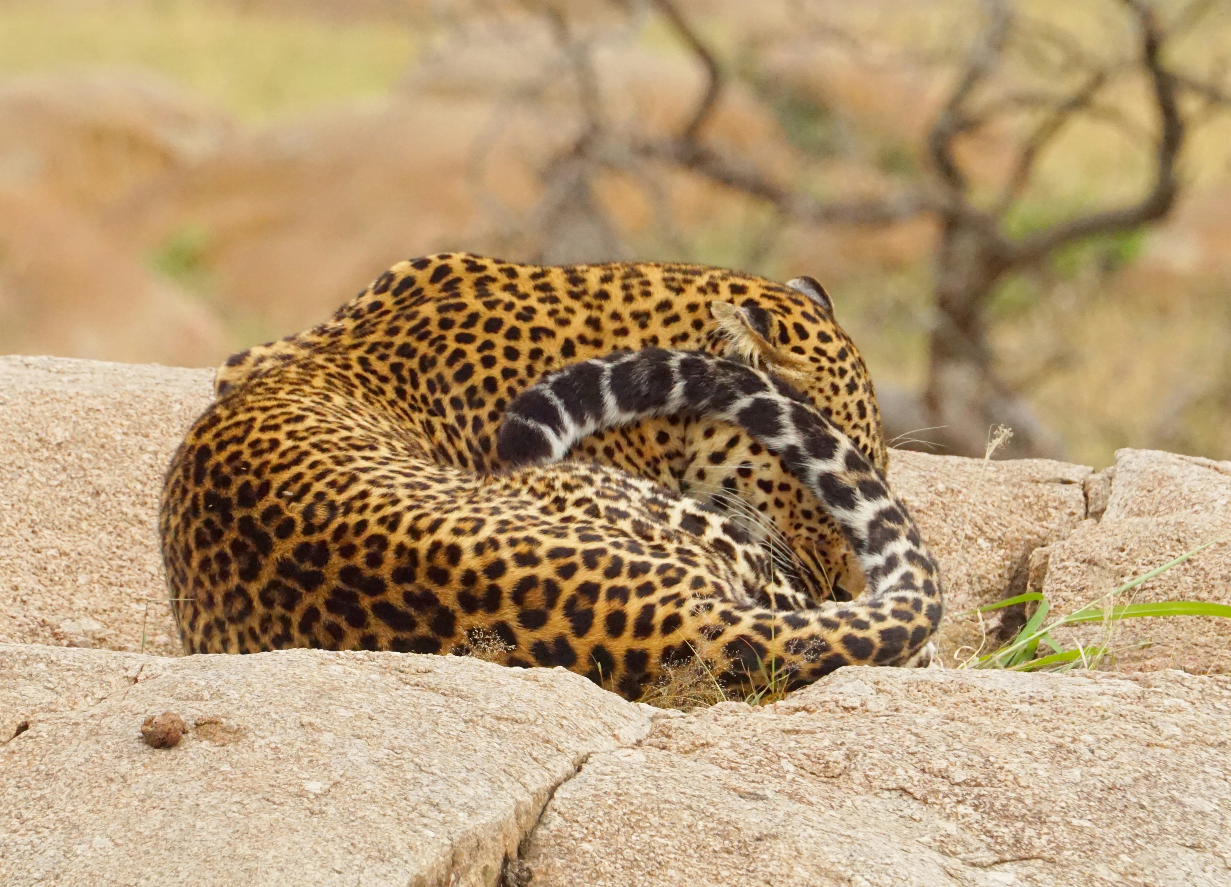 A cheetah lying on a rock photo – Free Animal Image on Unsplash
