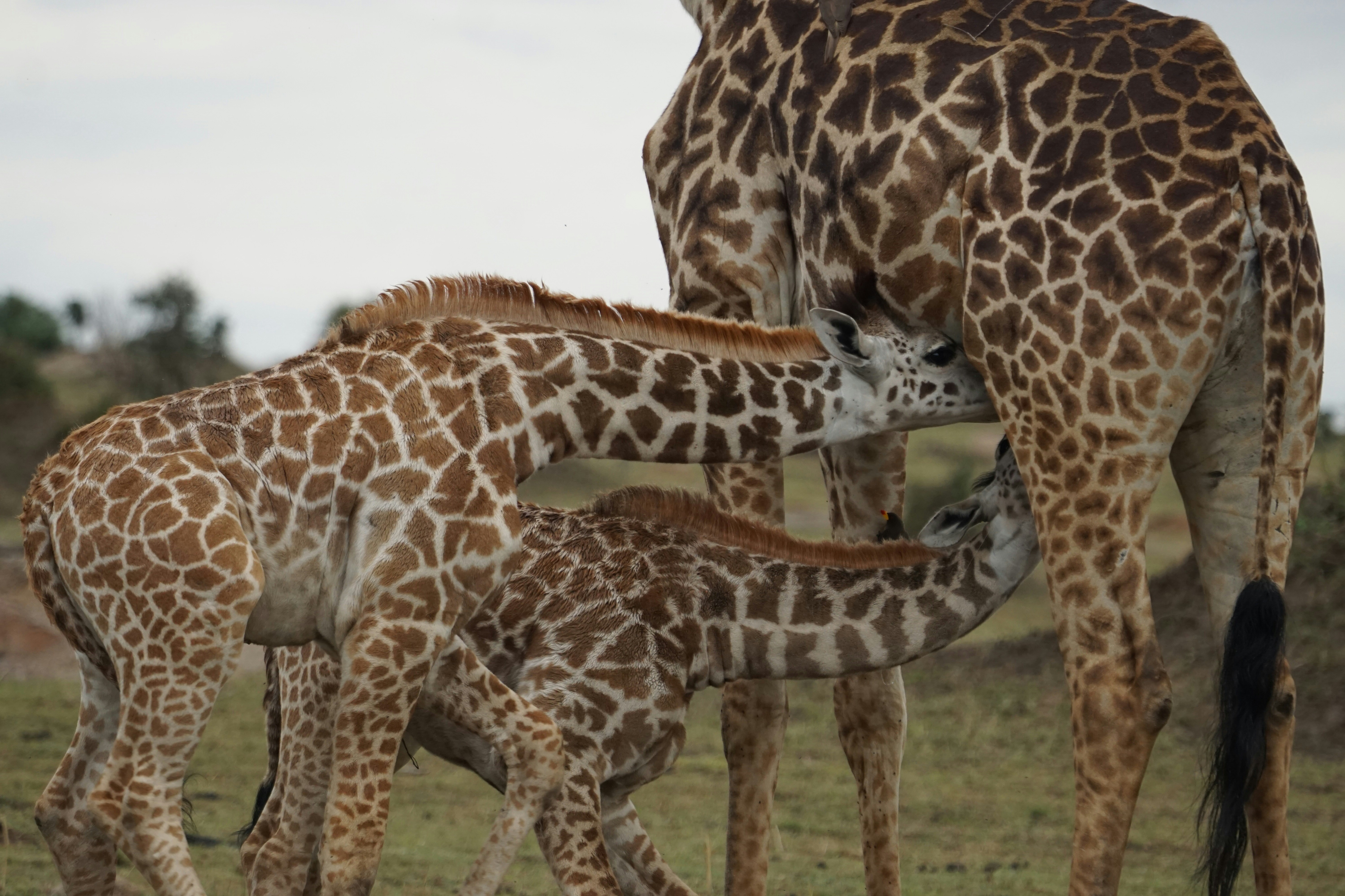 A group of giraffes stand in a grassy field photo – Free Image on Unsplash