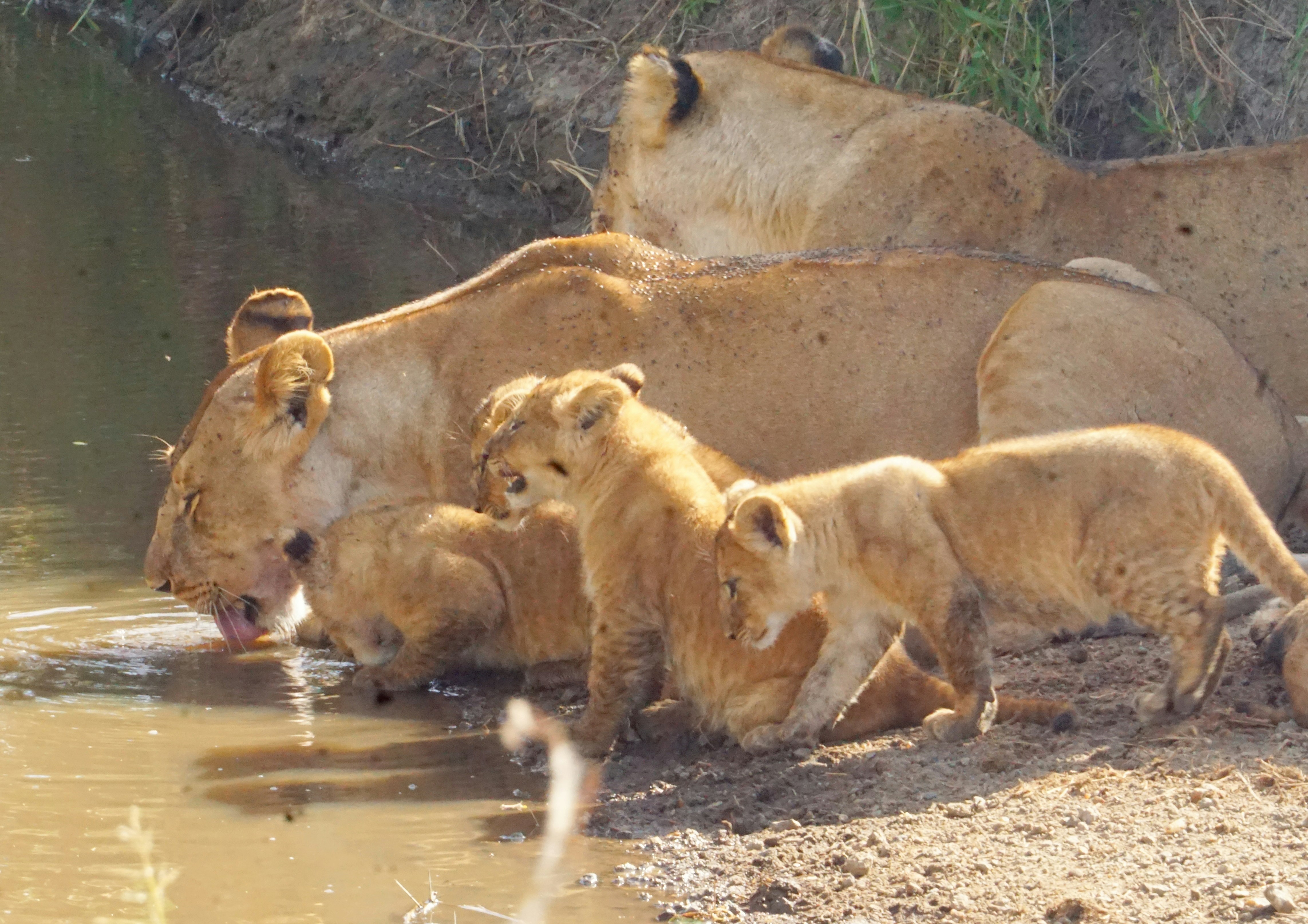 Lions Bonding in the Water (image credits: unsplash)