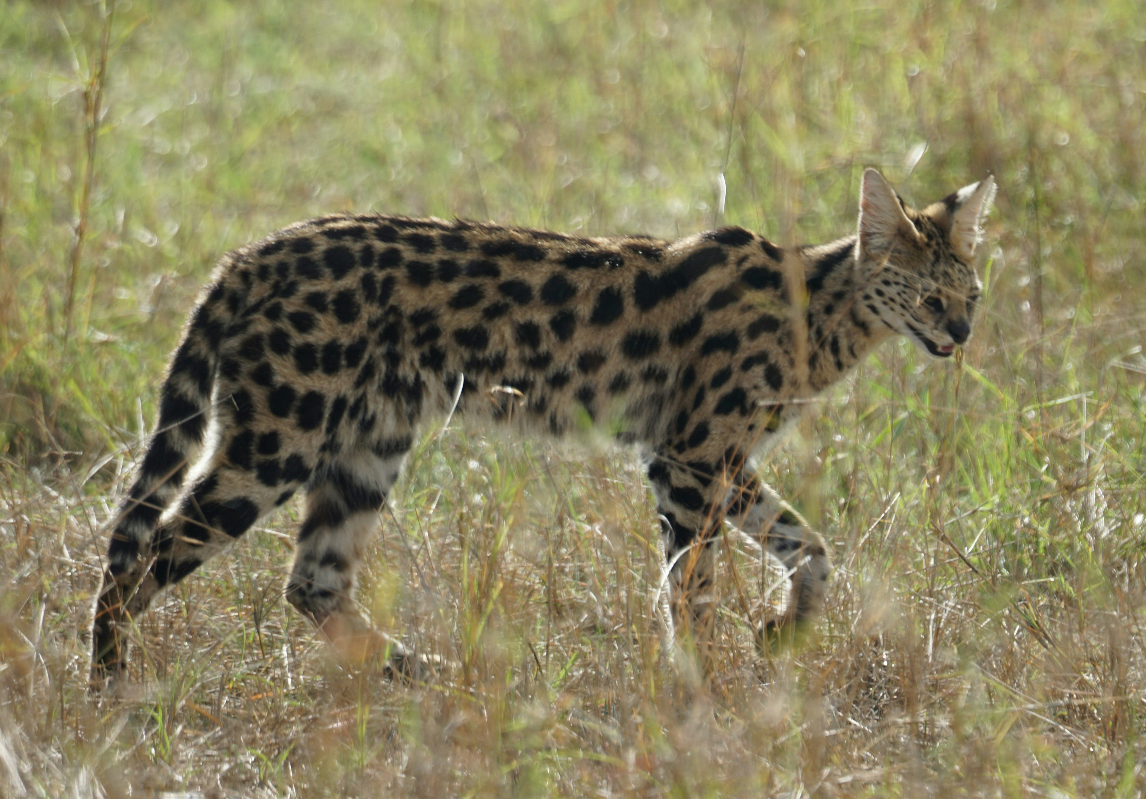 Servals: Spotted Sentinels (image credits: unsplash)