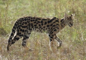 A wildcat with a spotted coat walks through a grassy field, blending into the natural surroundings. The feline appears alert and graceful, displaying sharp features and large ears.