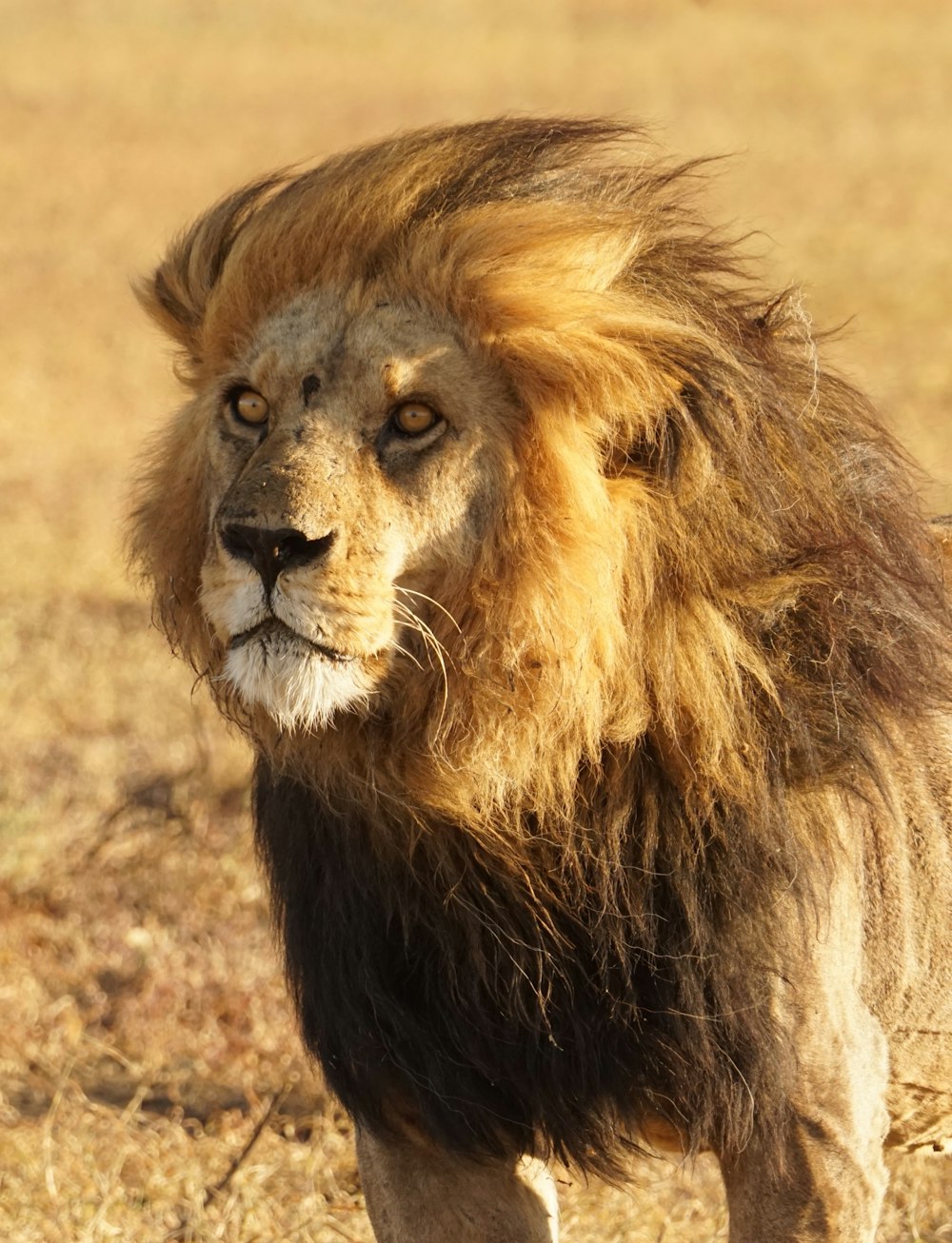 a lion standing outside