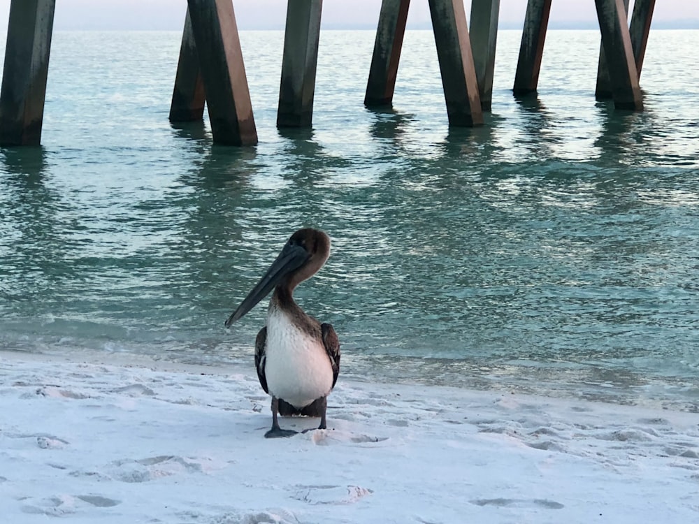 a bird standing on the beach