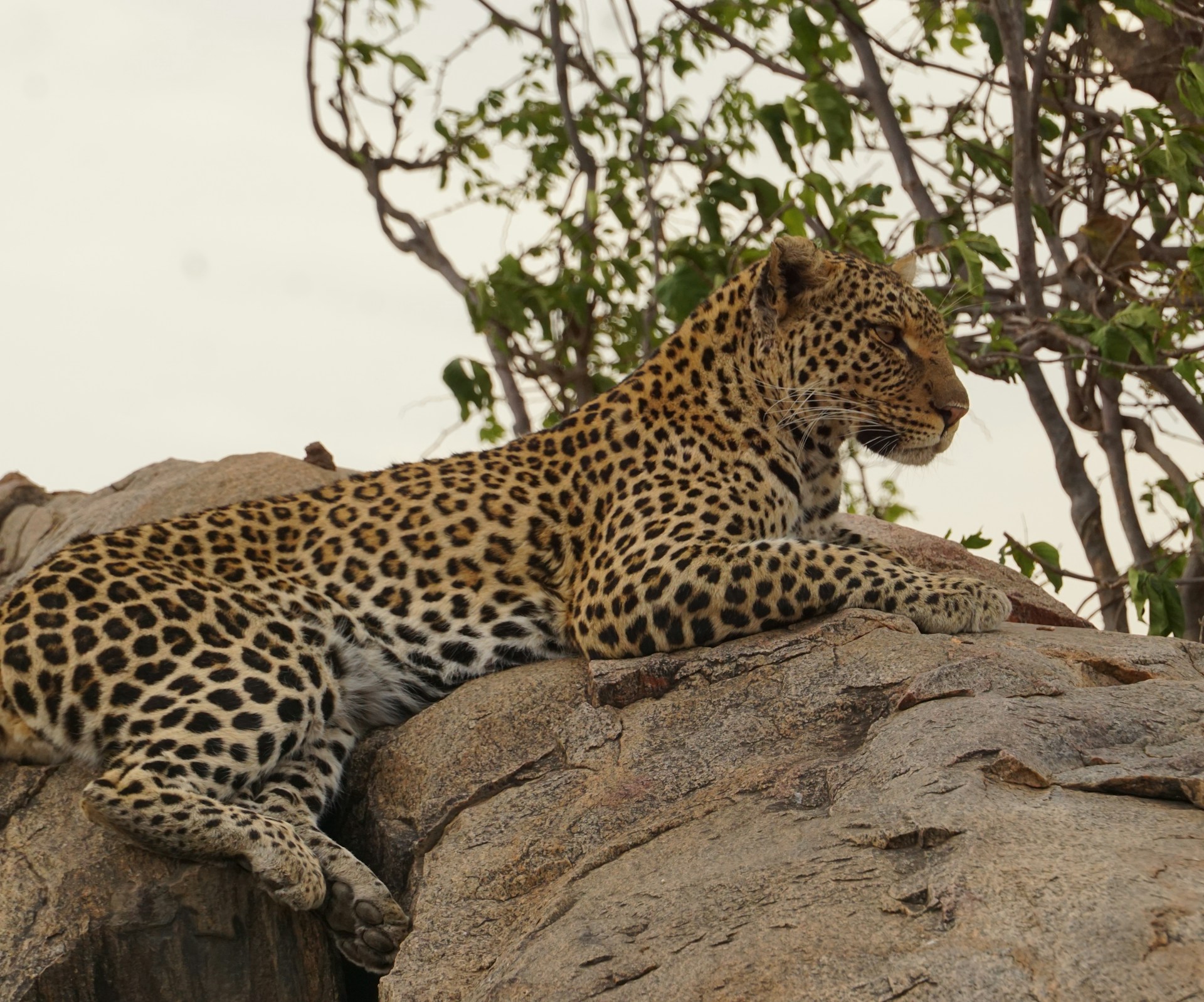 a cheetah lying on a rock