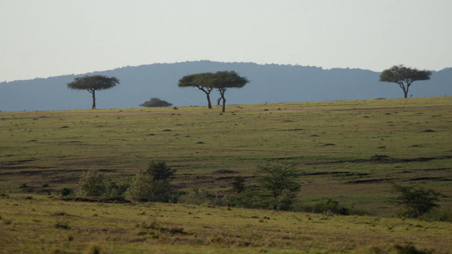 15-Day Luxury Kenya Itinerary: Safari & Coast