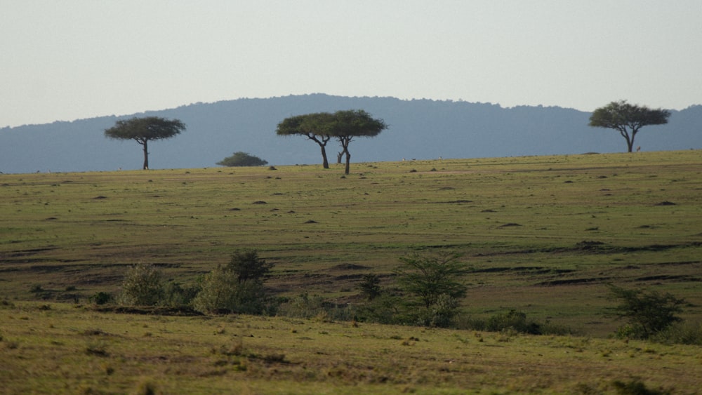 a group of trees in a field