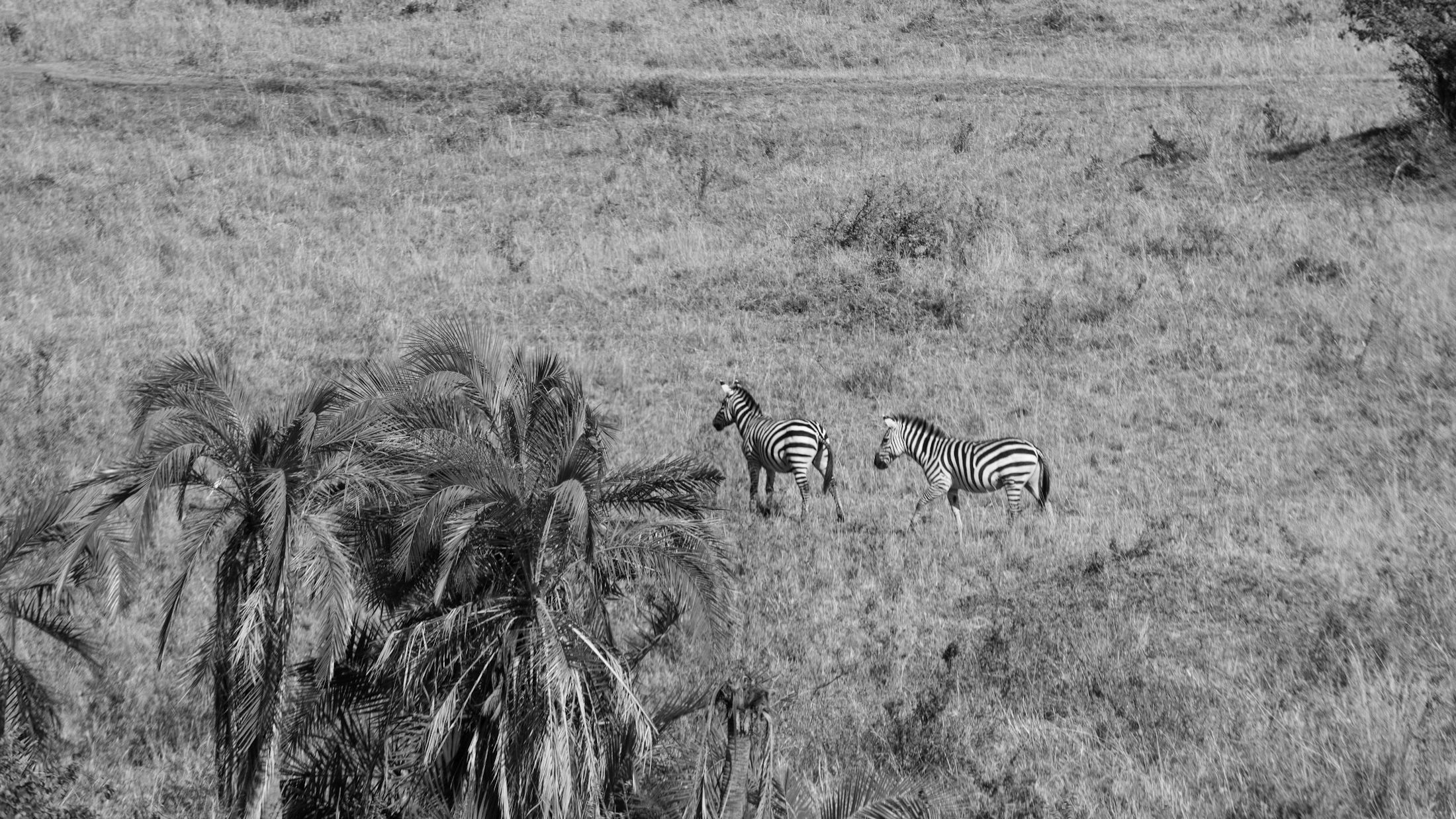 Kenya 7 Nights
