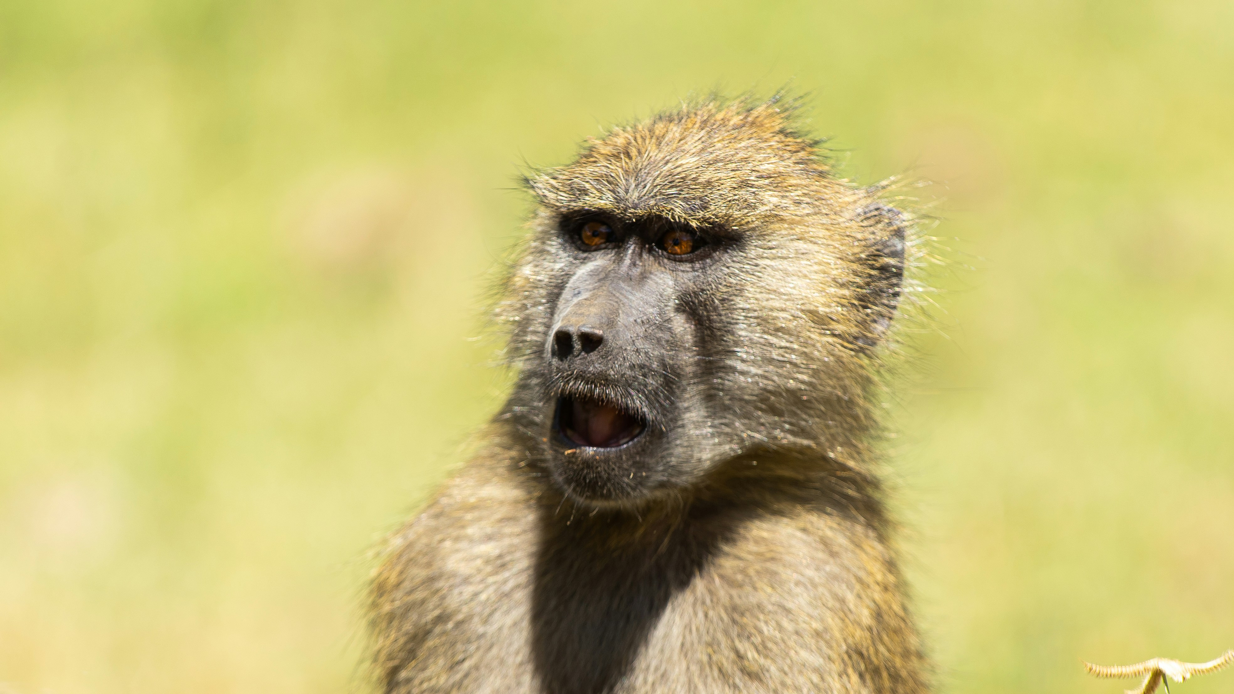 The Complexity of Animal Emotions (image credits: unsplash)