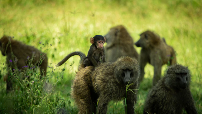 19-Day Family Kenya Itinerary: Safaris & Beaches