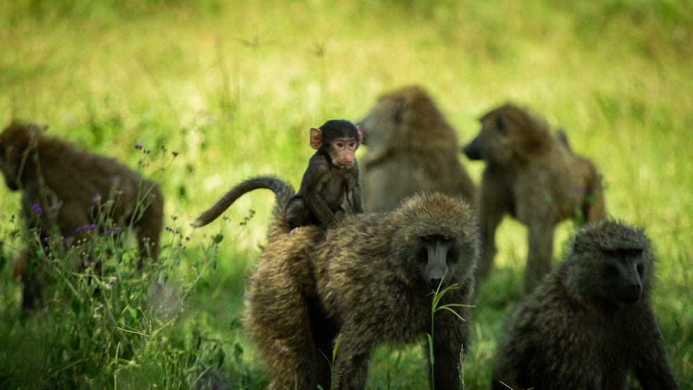 a group of monkeys in a grassy area