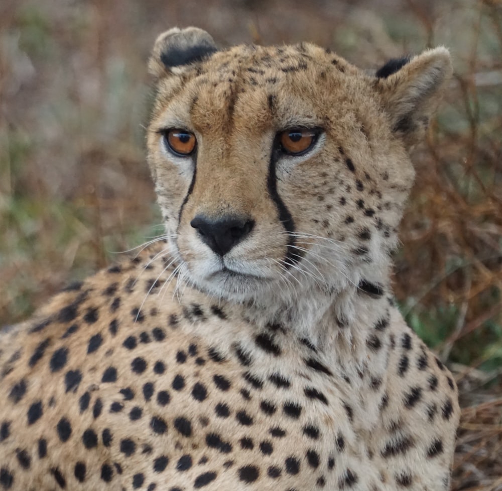 a cheetah with orange eyes