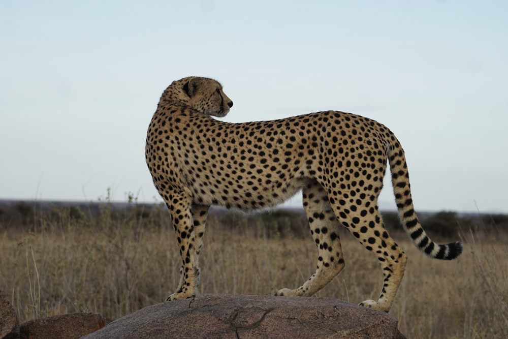 a cheetah standing on a rock