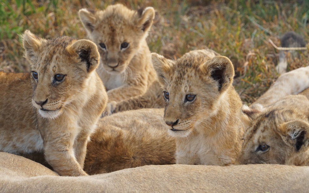 a group of lions lying down