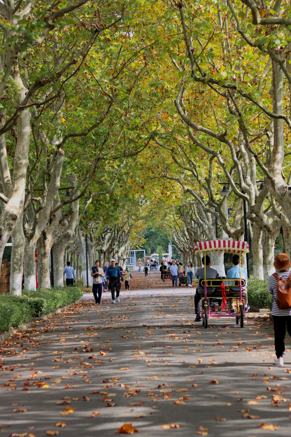 a group of people walking on a path with trees on either side