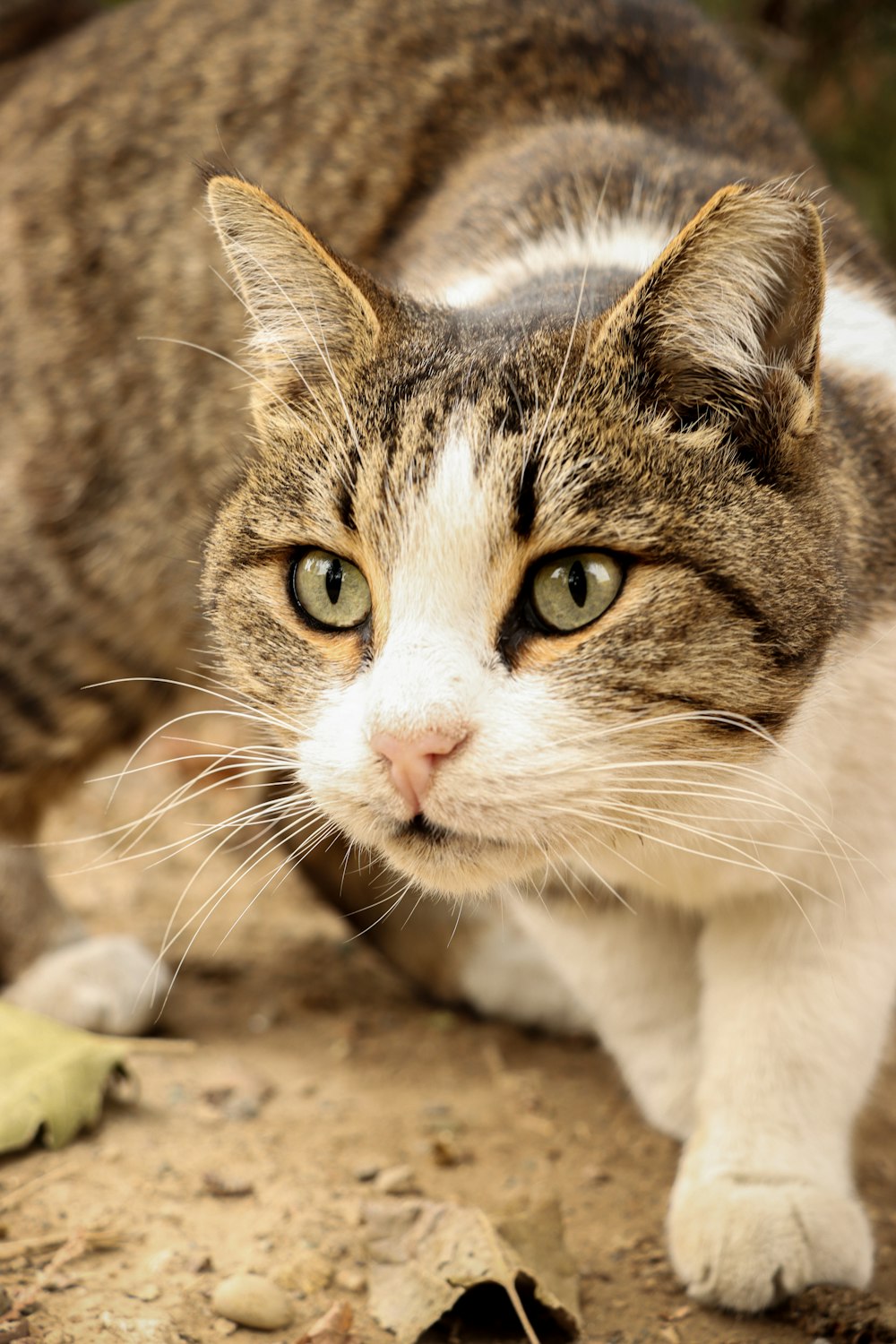 a cat with a sad expression